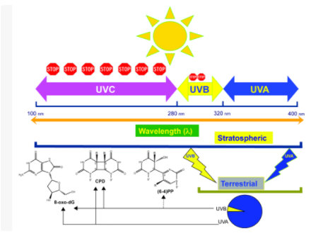 立洋光電 I UVA LED紫外光源 科技革新應用領域！
